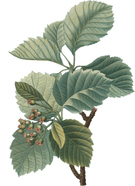 Plant Leaves Illustration