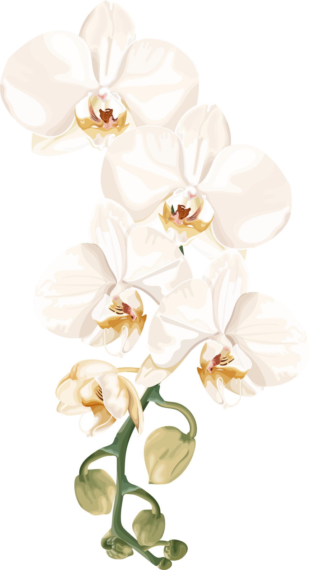 White orchid. Tropins flower.